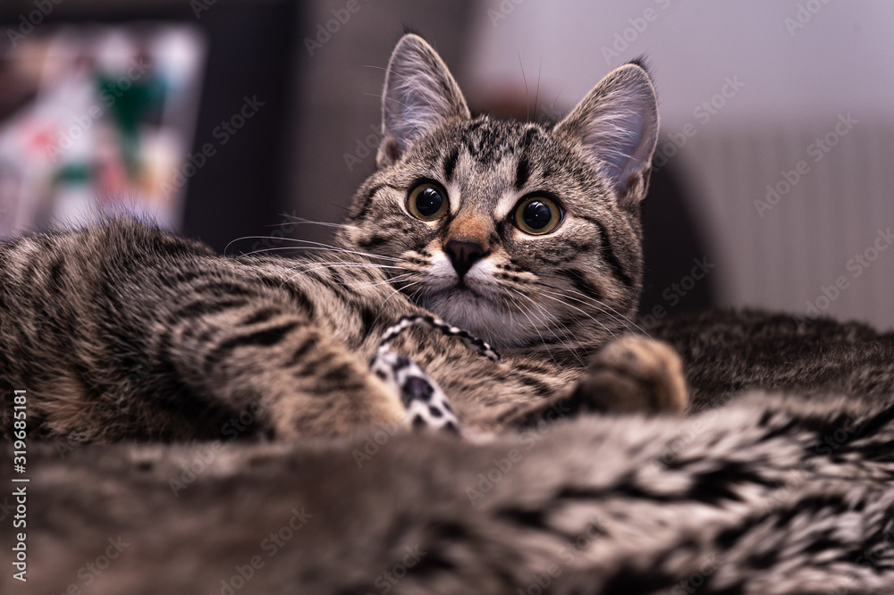 Portrait of a cute gray kitten lying on a cozy blanket.