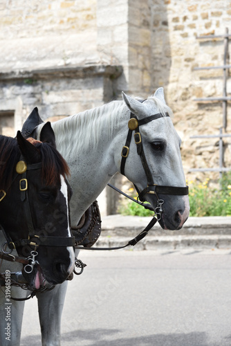 Two horses, white and black