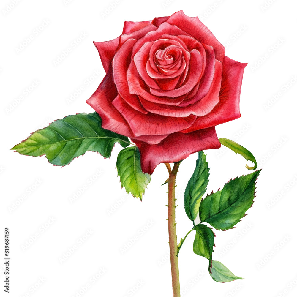 red rose on an isolated white background, watercolor painting ...