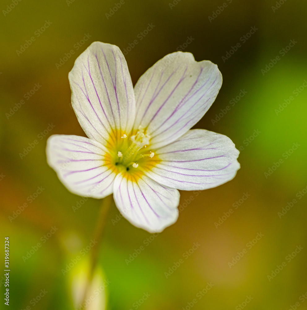 single white common wood sorrel (oxalis acetosella) flower single white common wood sorrel (oxalis acetosella) flower