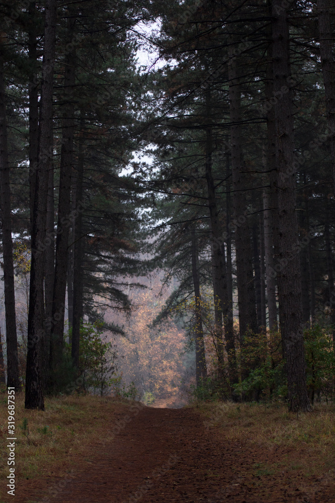 Obraz premium Forest hike 