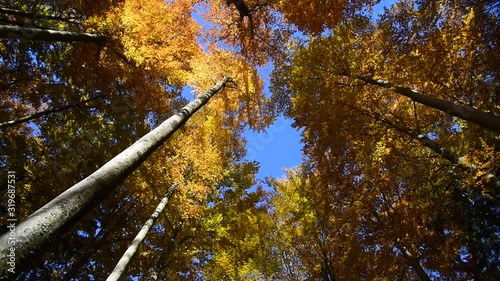 Rotating low angle shot of beech trees with foliage in autumn colours in broafleaf forest photo