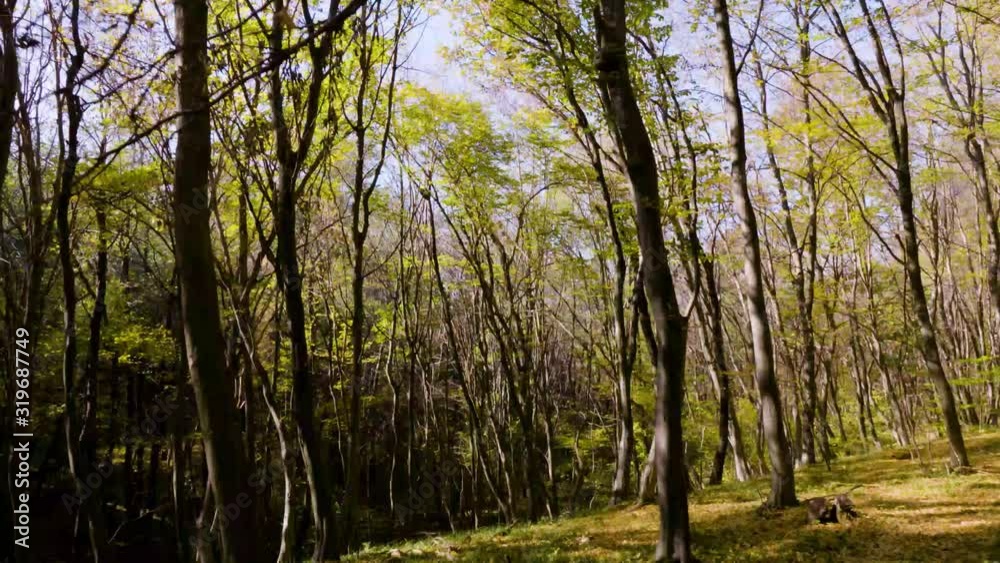 Autumn wood trail covered in golden leaves inside a peaceful beech forest Autumn wood trail covered in golden leaves inside a peaceful beech forest