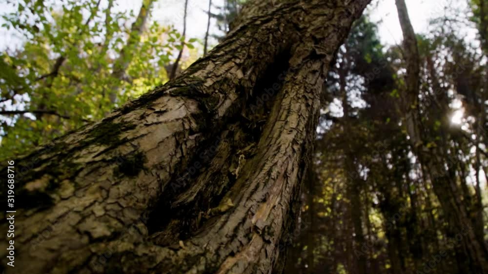Low angle tree trunk in the forest. Hollow tinder tree Low angle tree trunk in the forest. Hollow tinder tree