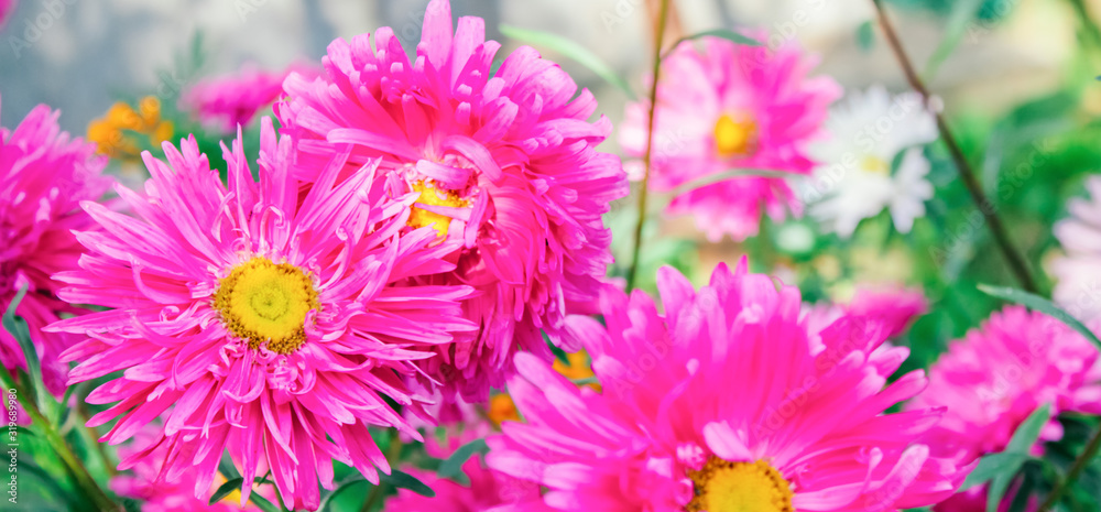 Fototapeta premium spring background, banner, Asters, free space for text