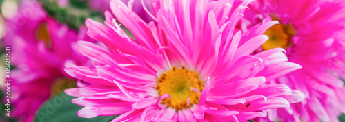 spring background  banner  Asters  free space for text