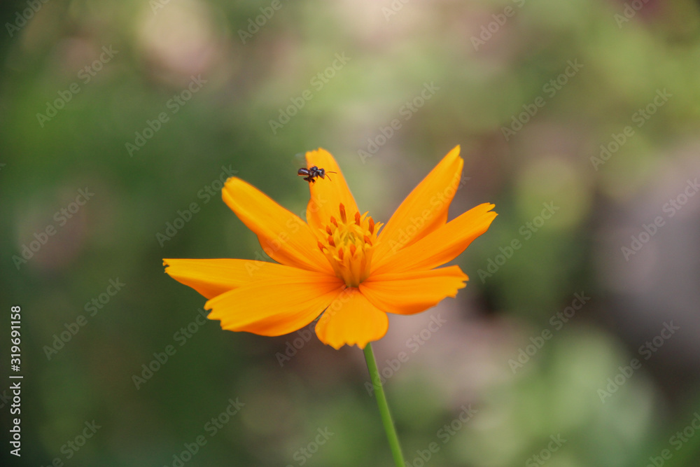 Beautiful Orange Flower with space for design or typography 1 Beautiful Orange Flower with space for design or typography 1