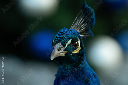peacock with feathers out