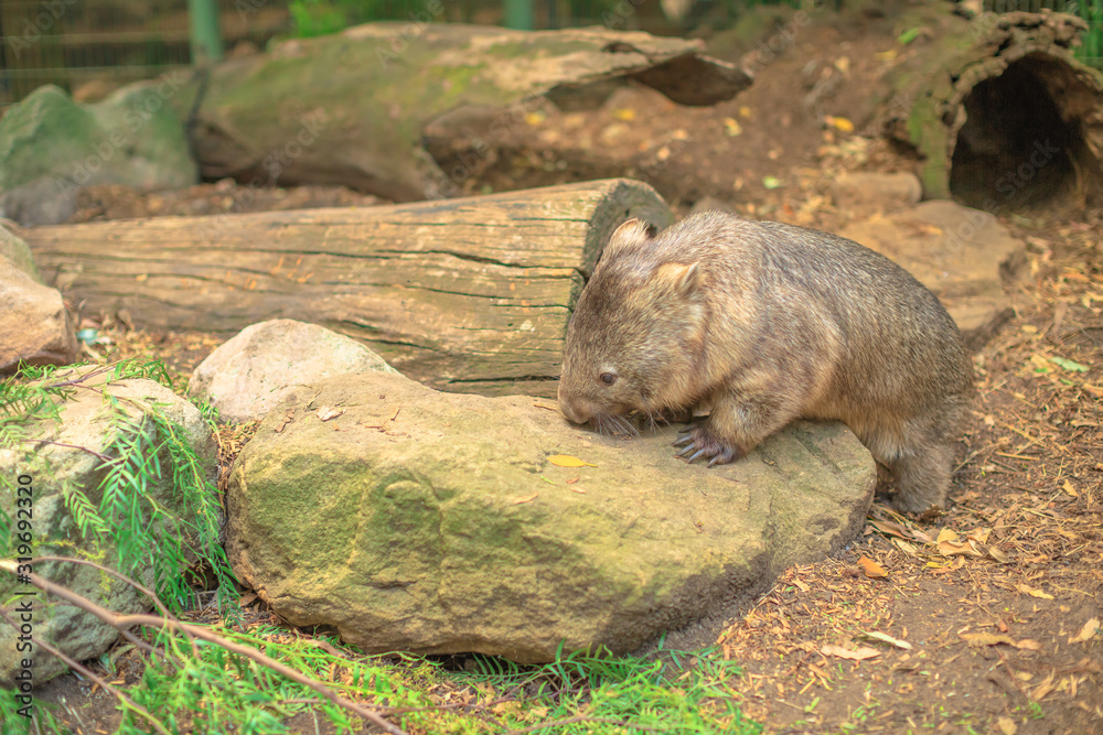 Naklejka premium A wombat, Vombatus ursinus, walks in the wilderness in Tasmania scenery outside. The wombat is a herbivorous marsupial.