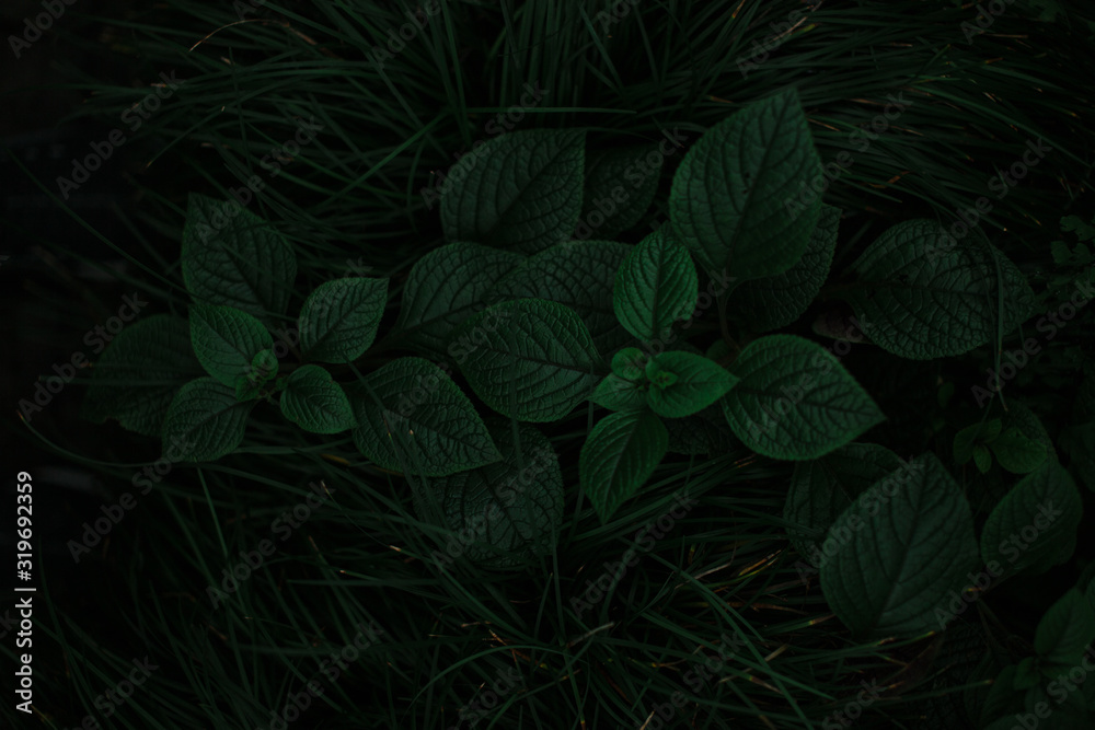 dark green texture of leaves and grass dark green texture of leaves and grass