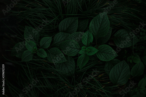 dark green texture of leaves and grass