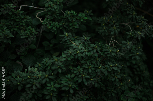 dark green texture of leaves and grass