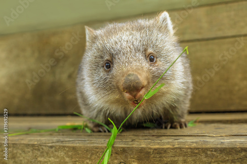 Interaction with a cute wombat joey, Australian herbivore marsupial. Front view close up of a wombat joey, Vombatus ursinus, eating grass.