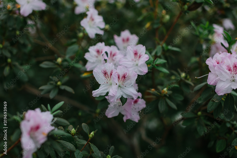 flowers in the garden flowers in the garden