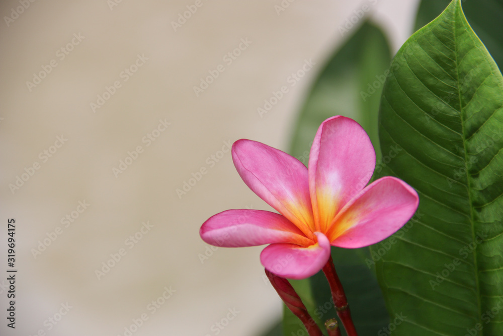 Beautiful Pink Jasmine Flower with space for design or typography 