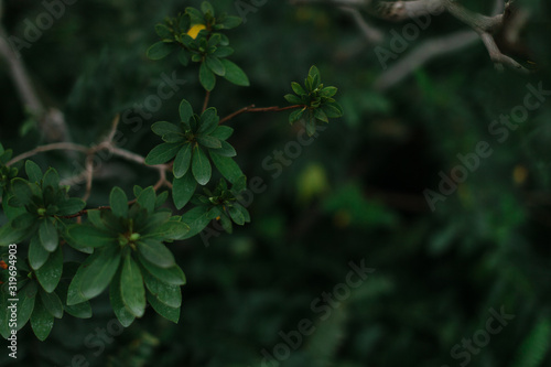 dark green texture of leaves and grass