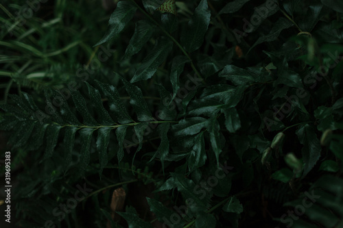 dark green texture of leaves and grass