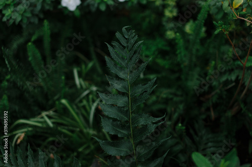 dark green texture of leaves and grass