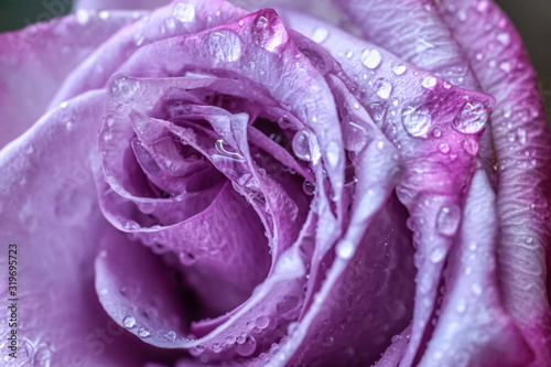 floral background of rose in drops of water macro