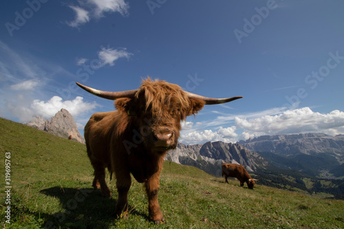 Highland cow in the mountains
