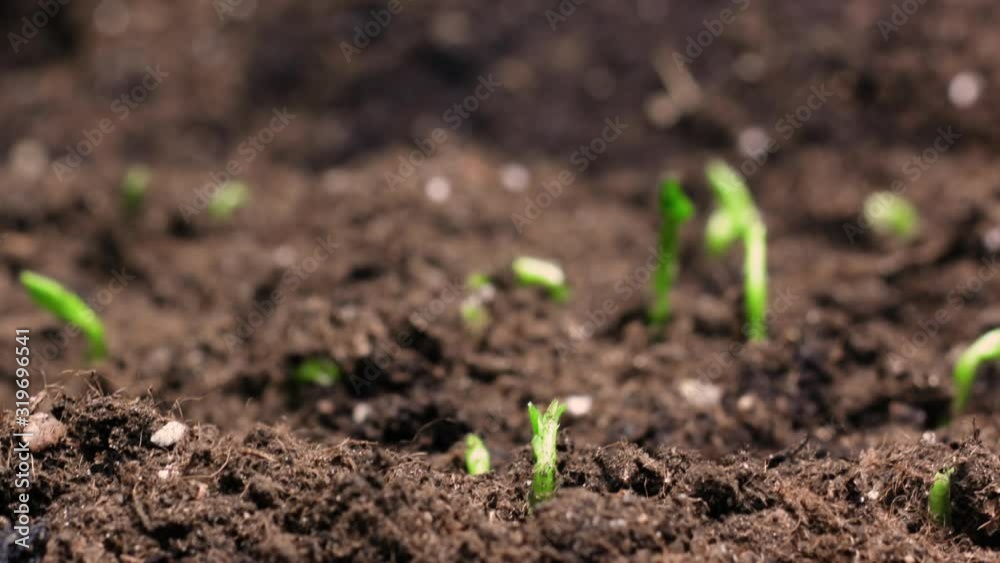 Growing plants in spring timelapse, sprouts germination newborn green plant in greenhouse agriculture Growing plants in spring timelapse, sprouts germination newborn green plant in greenhouse agriculture