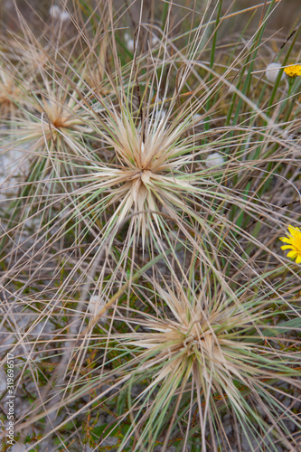 Thistle. Rarawa Beach. Henderson Bay. Northland New Zealand. Coast