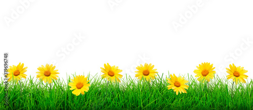 Wide natural flowers and green grass meadow on a white background in close-up with copy space for your advertisement