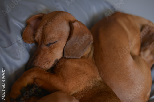 Two dachshund dogs are sleepy, cute dog photography.