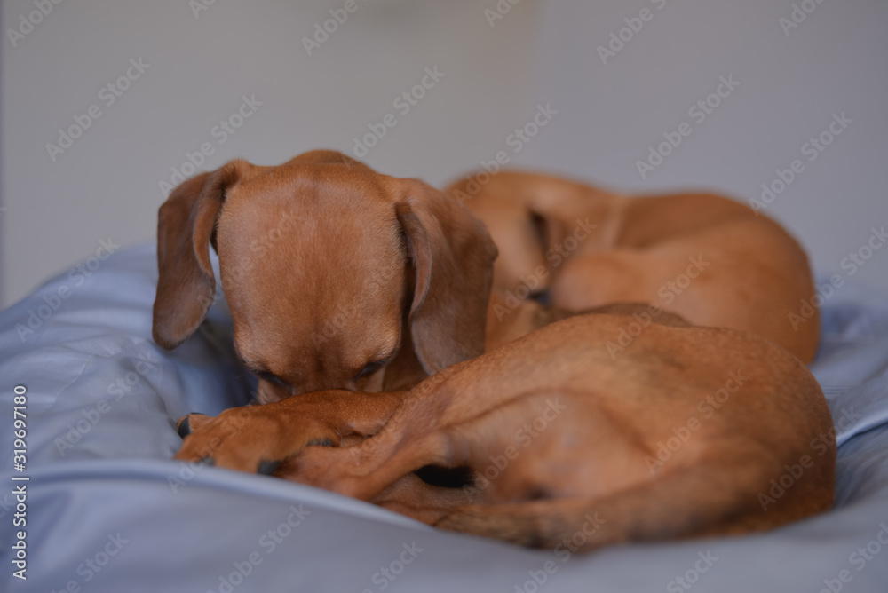 Two dachshund dogs are sleepy, cute dog photography. Two dachshund dogs are sleepy, cute dog photography.