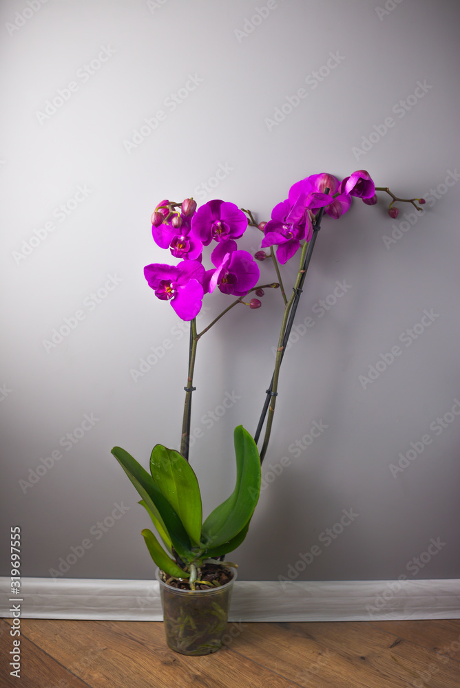 Orchid flower, close up of big flowers, strong violet colour. Orchid flower, close up of big flowers, strong violet colour.