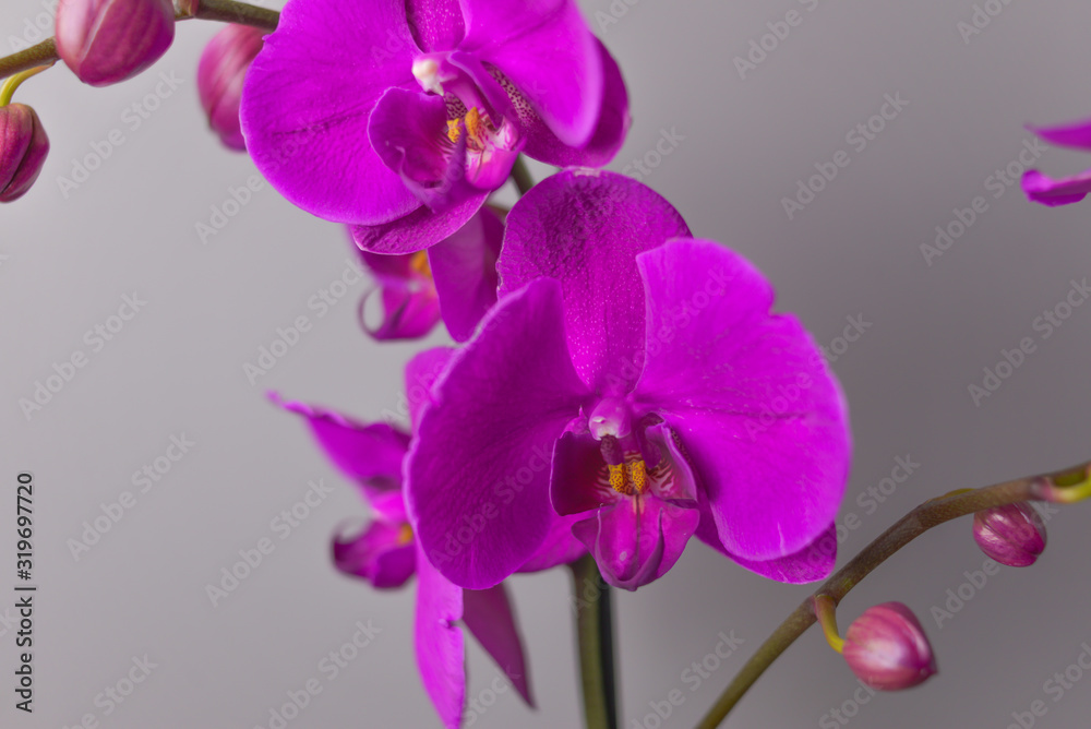 Obraz premium Kwiat orchidei, zbliżenie dużych kwiatów, mocny fiolet.