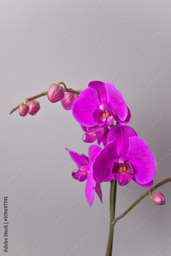 Obraz premium Zamknij się z kwiatów orchidei.