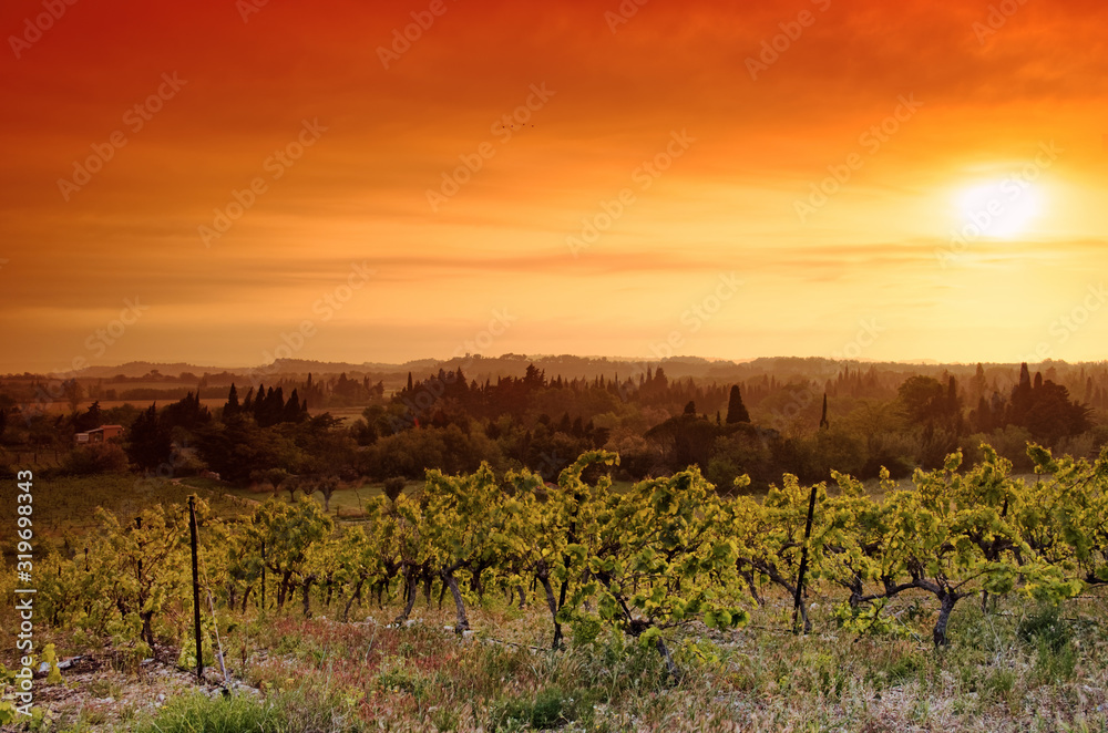 Sigean vineyard in Occitanie region