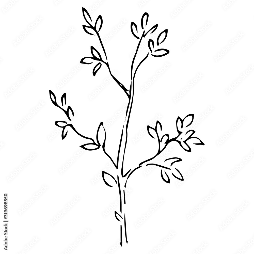 Young bush with leaves. Vector illustration of a spring bush. Hand drawn doodle young tree in spring.
