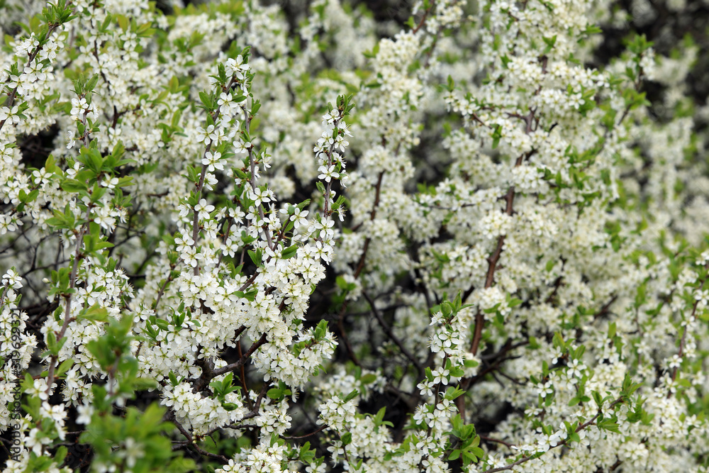 bird cherry blossoms