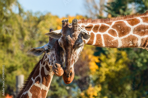 Fototapeta Naklejka Na Ścianę i Meble -  Two giraffes rub their heads on a sunny summer day.