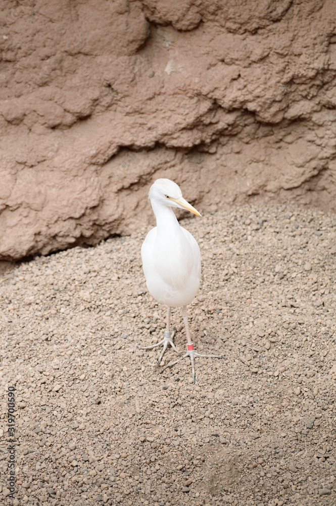 Fototapeta premium A white heron with a sharp yellow beak stands among stones.