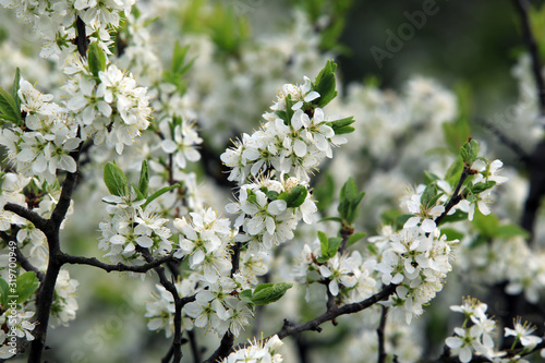 bird cherry blossoms