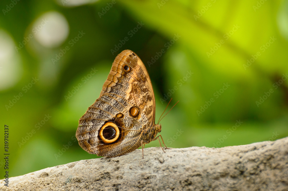 Caligo beltrao, A small butterfly with colorful wings sits on the stone. Caligo beltrao, A small butterfly with colorful wings sits on the stone.