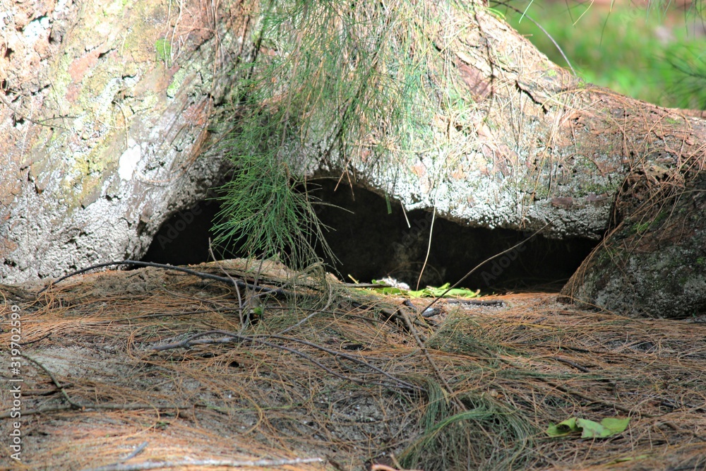 Hole in the ground covered by the trunk of a pine tree Hole in the ground covered by the trunk of a pine tree