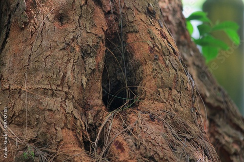 Hole in the bark of a tree, blurred background