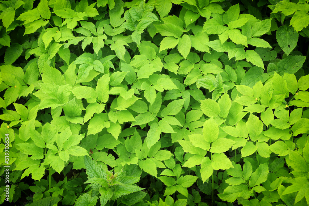 background of green leaves
