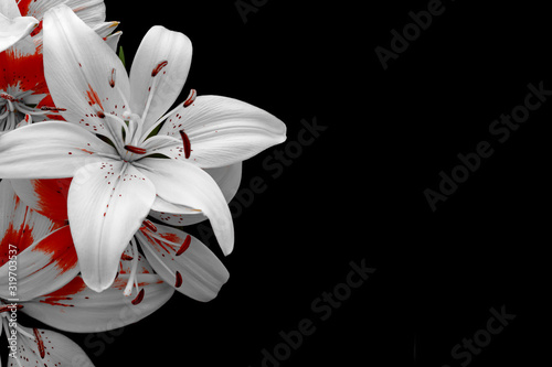 White lily on black background