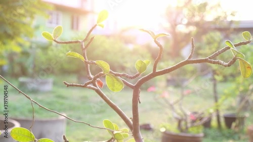 Azalea flowers and sun in the garden at Thailand photo