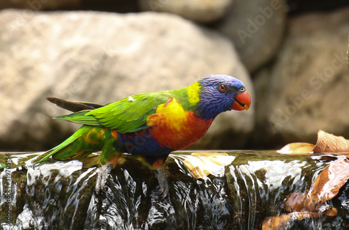 Australia, parrot, Rainbow lorikeet