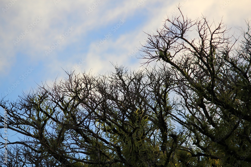 Treetops with fresh young leaves sprouting up Treetops with fresh young leaves sprouting up