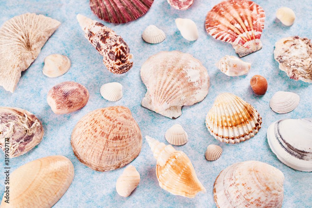 Colorful sea shells of various shapes on a delicate blue background