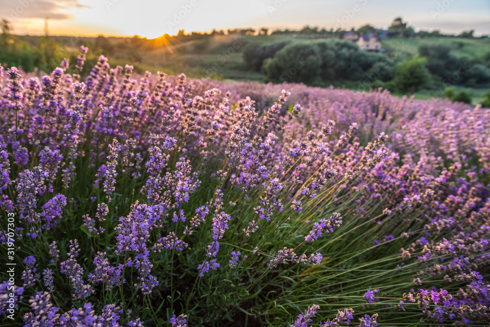 Naklejka premium Colorful flowering lavandula or lavender field in the dawn light.
