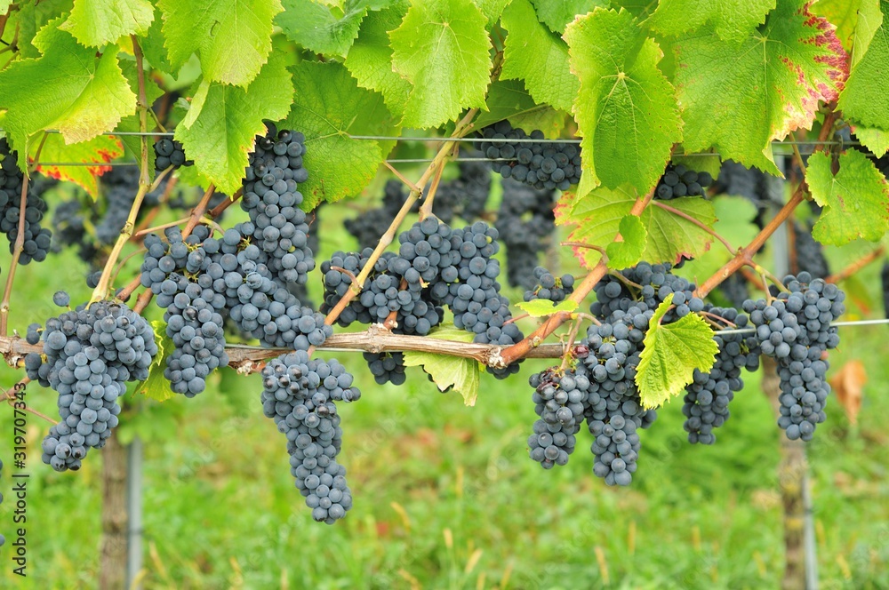 Rotwein Weinreben in Deutschland und Frankreich - Red bunch of grapes in the vineyard Pinot Noir Spaetburgunder