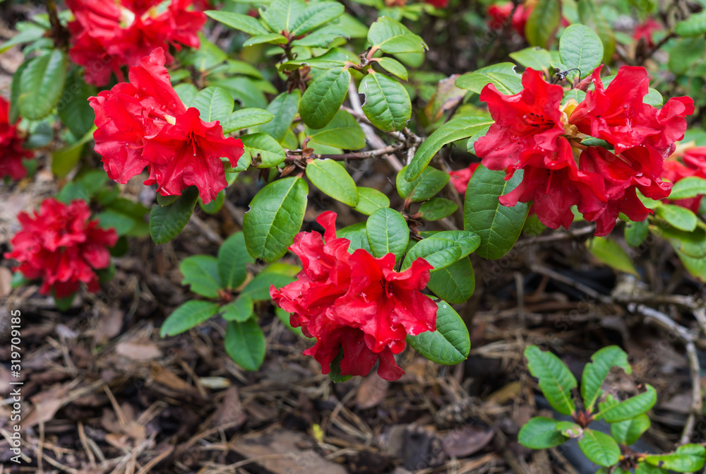 The first spring flowers of red rhododendrons. Early spring.